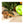 Load image into Gallery viewer, Triceratops Figurine - Detailed 8" Dinosaur Figure
